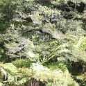 IMG_0975