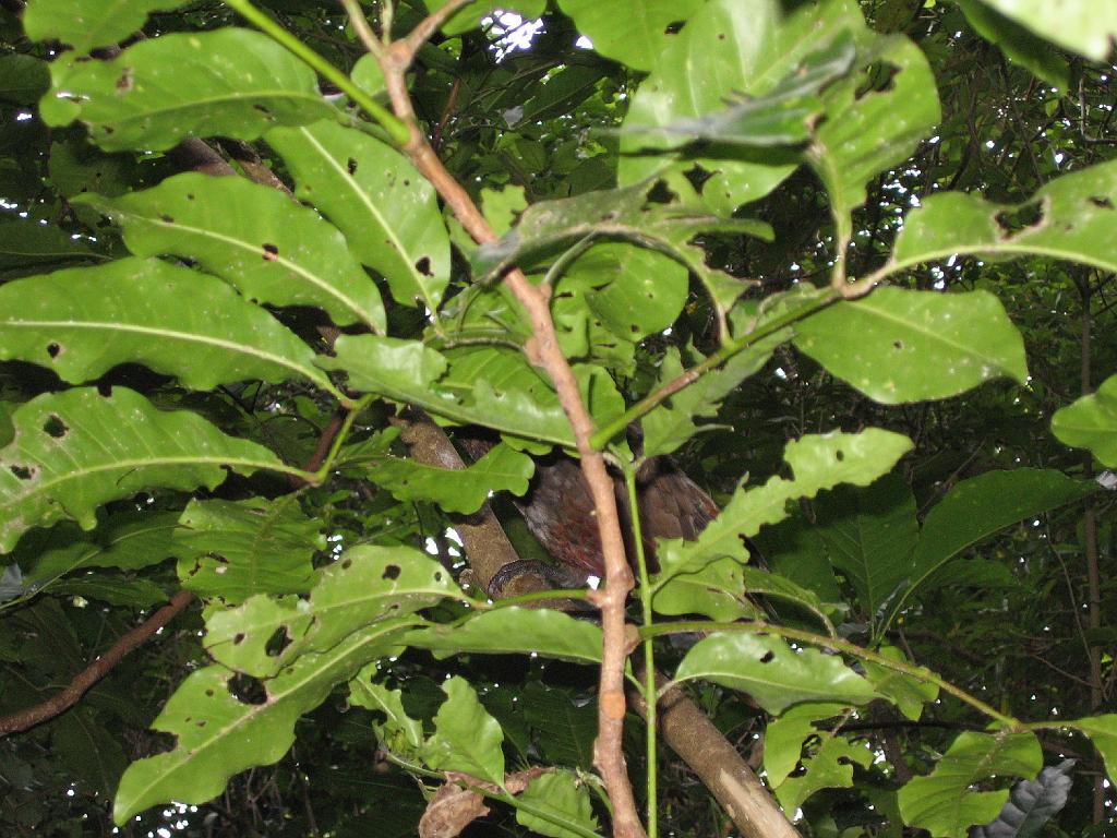 Original image