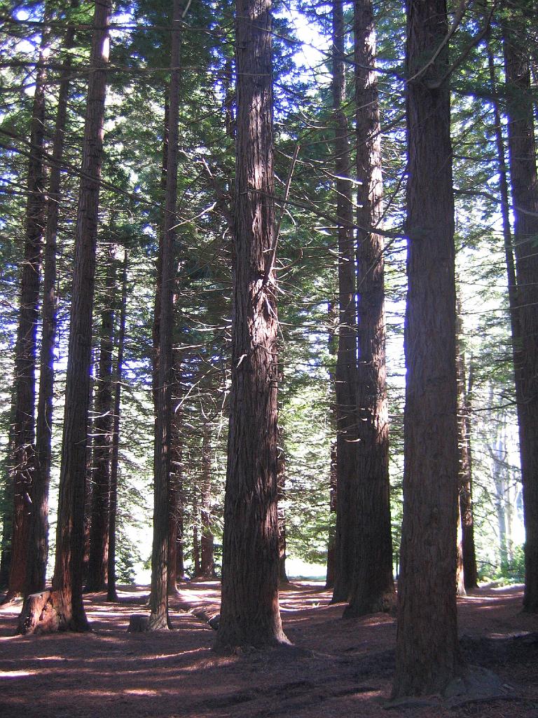 Original image
